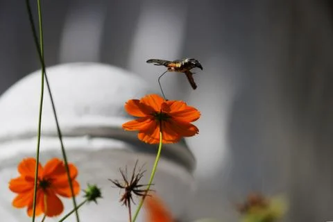 Sphingidae, known as bee Hawk-moth, enjoying the nectar of a orange flower. H Stock Photos