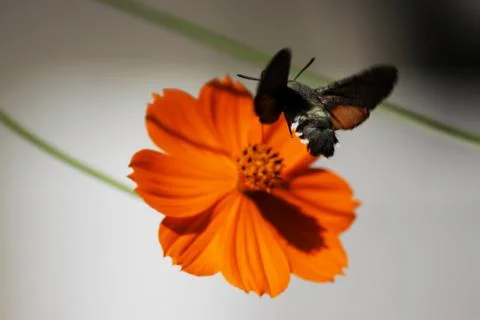 Sphingidae, known as bee Hawk-moth, enjoying the nectar of a orange flower. H Stock Photos