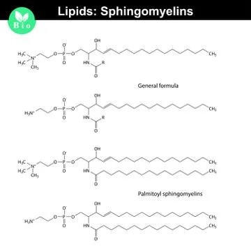 Sphingomyelin lipid molecule Stock Illustration