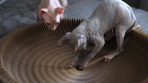 Sphinx bald kitten sharpens its claws with round scratching post. Video stock 143934087