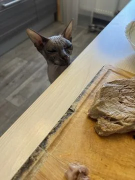 Sphinx cat asks for meat Stock Photos