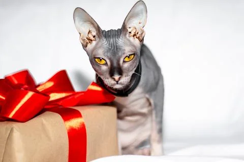 Sphinx cat bald next to a gift on a white background Stock Photos