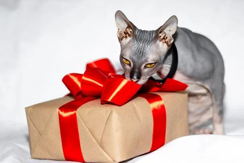 Sphinx cat bald next to a gift on a white background Stock Photos