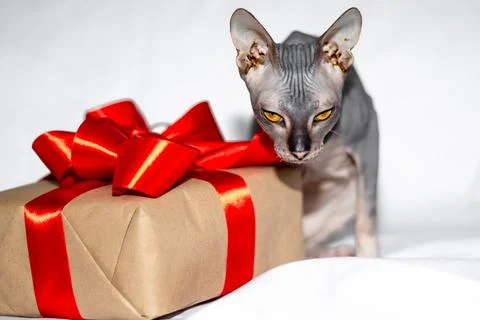Sphinx cat bald next to a gift on a white background Stock Photos