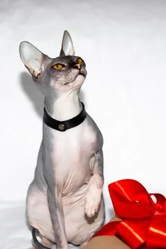 Sphinx cat bald next to a gift on a white background Stock Photos
