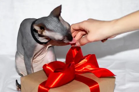 Sphinx cat bald next to a gift on a white background Stock Photos