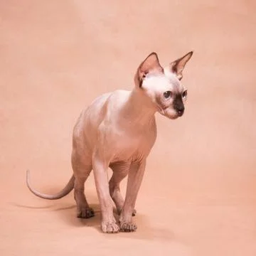 Sphinx cat on beige background Stock Photos