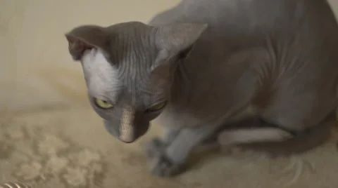 Sphinx cat close up Stock Footage 55792428