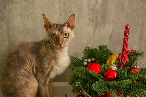 A sphinx cat with a down on its chest of a red - gray color with yellow - green Stock Photos