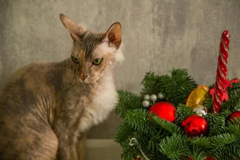 A sphinx cat with a down on its chest of a red - gray color with yellow - green Stock Photos
