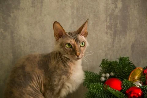 A sphinx cat with a down on its chest of a red - gray color with yellow - green Stock Photos