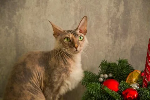 A sphinx cat with a down on its chest of a red - gray color with yellow - green Stock Photos