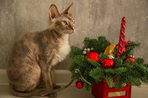 A sphinx cat with a down on its chest of a red - gray color with yellow - green Stock Photos