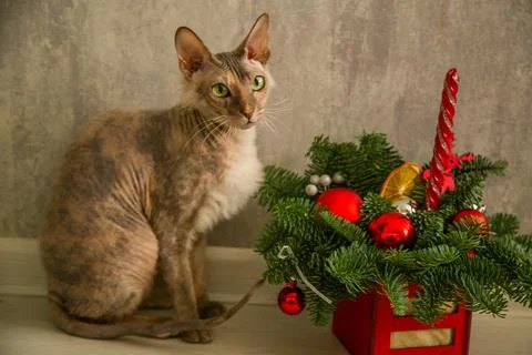 A sphinx cat with a down on its chest of a red - gray color with yellow - green Stock-Fotos