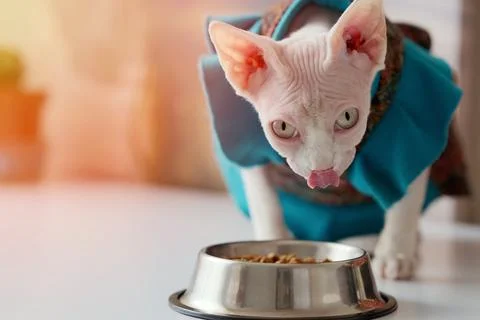 Sphinx cat eats food with appetite from a bowl Stock Photos