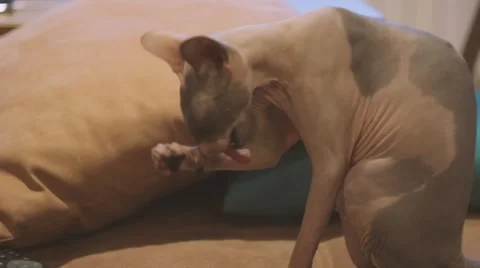 SPHINX CAT Video stock 60030830