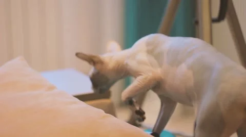 SPHINX CAT Stock Footage 60030868