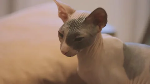 SPHINX CAT Stock Footage 60030879