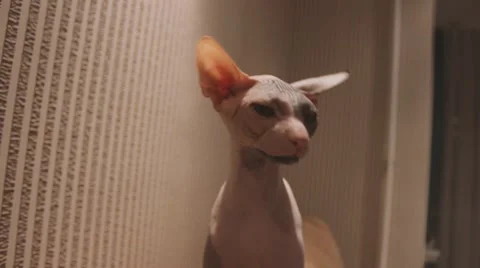 SPHINX CAT Stock Footage 60030882