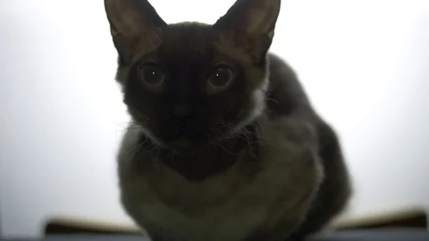 Sphinx cat 스톡 동영상 101433155