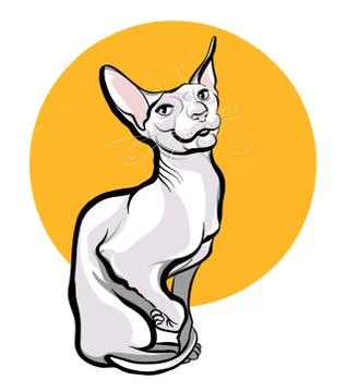 Sphinx cat in full growth sitting on a white background Stock Illustration