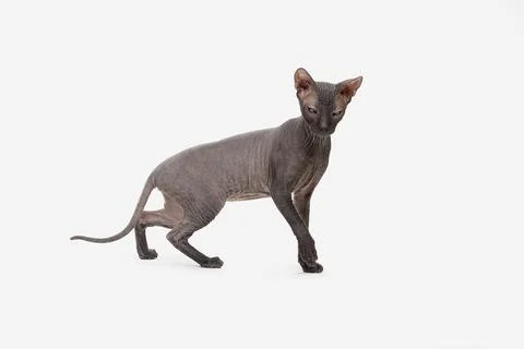 Sphinx cat isolated on white background Foto stock