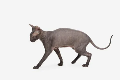 Sphinx cat isolated on white background Foto stock