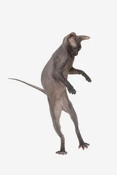 Sphinx cat isolated on white background Foto stock