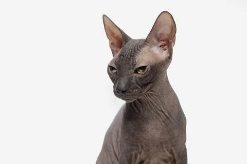 Sphinx cat isolated on white background Foto stock