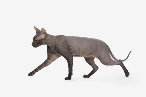 Sphinx cat isolated on white background Foto stock