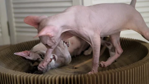 Sphinx cat laying in cat's bed and playing with kitten. Cats for allergy suffers Stock Footage 143699847