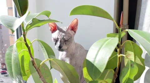Sphinx  cat in leaves on sill Vídeo Stock 27392464