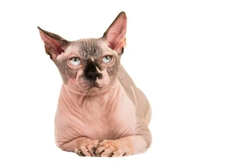 Sphinx cat lying down looking up isolated at a white background Stock Photos