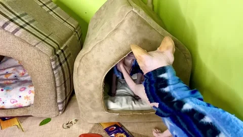 The Sphinx cat makes an attempt to get out of the house another Elf cat. Stock Footage 262676939