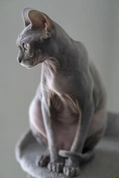 A sphinx cat named Mega. Stock Photos