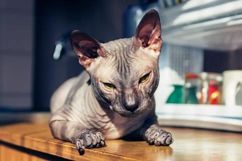 Sphinx cat Stock Photos