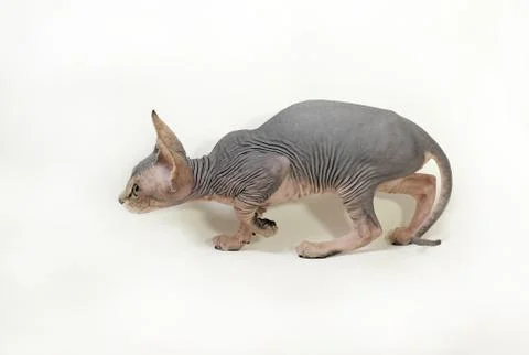 Sphinx cat Stock Photos
