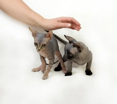 Sphinx cat Stock Photos