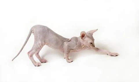Sphinx cat Stock Photos