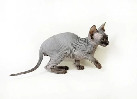 Sphinx cat Stock Photos