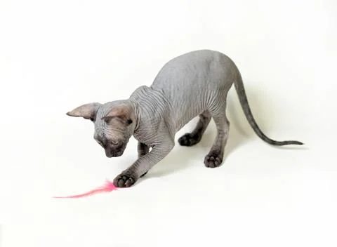 Sphinx cat Stock Photos