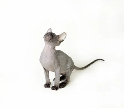 Sphinx cat Stock Photos