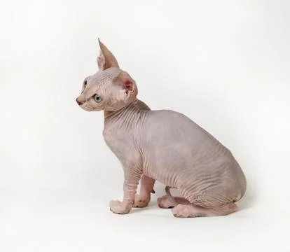 Sphinx cat Stock Photos