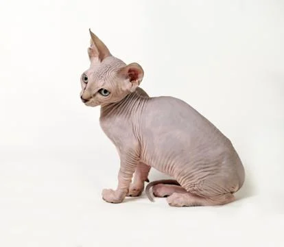Sphinx cat Stock Photos