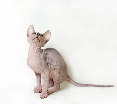 Sphinx cat Stock Photos