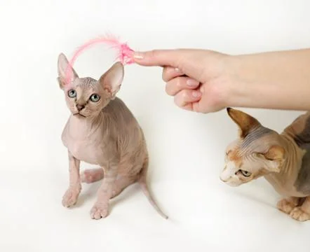 Sphinx cat Stock Photos