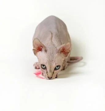Sphinx cat Stock Photos