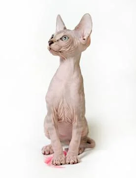 Sphinx cat Stock Photos