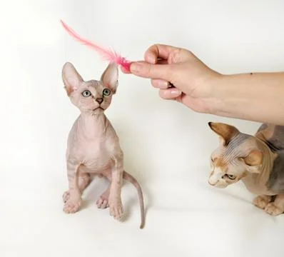 Sphinx cat Stock Photos