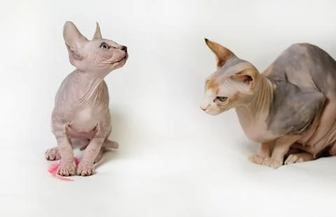 Sphinx cat Stock Photos